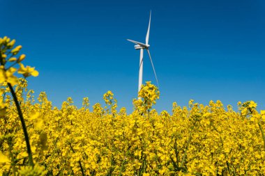 İsveç, Kristianstad 17 Mayıs 2022: Sıcak, güneşli bir yaz gününde büyük, güzel bir sarı tecavüz çiçeği tarlası ve mavi gökyüzü. Dev rüzgar türbinleri, elektrik enerji jeneratörleri..