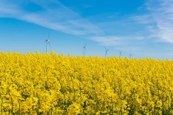 İsveç, Kristianstad 17 Mayıs 2022: Sıcak, güneşli bir yaz gününde büyük, güzel bir sarı tecavüz çiçeği tarlası ve mavi gökyüzü. Dev rüzgar türbinleri, elektrik enerji jeneratörleri..