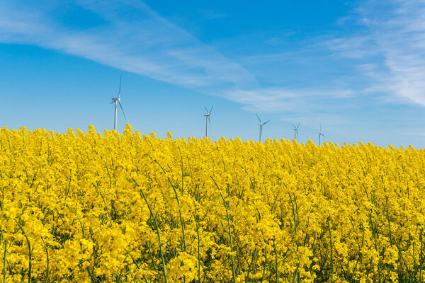 Швеция, Кристианстад 17 мая 2022 года: Большое, красивое поле из желтых цветов рапса и голубого неба в жаркий солнечный летний день. Огромные ветряные турбины, электрогенераторы.