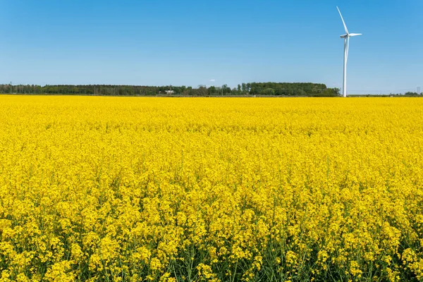 İsveç, Kristianstad 17 Mayıs 2022: Sıcak, güneşli bir yaz gününde büyük, güzel bir sarı tecavüz çiçeği tarlası ve mavi gökyüzü. Dev rüzgar türbinleri, elektrik enerji jeneratörleri..