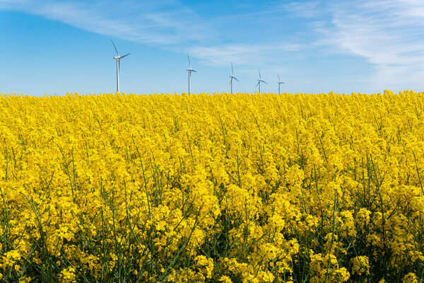 Швеция, Кристианстад 17 мая 2022 года: Большое, красивое поле из желтых цветов рапса и голубого неба в жаркий солнечный летний день. Огромные ветряные турбины, электрогенераторы.