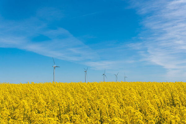 Швеция, Кристианстад 17 мая 2022 года: Большое, красивое поле из желтых цветов рапса и голубого неба в жаркий солнечный летний день. Огромные ветряные турбины, электрогенераторы.