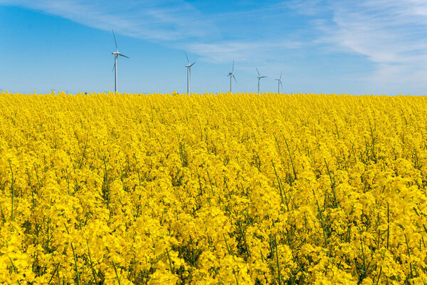 Швеция, Кристианстад 17 мая 2022 года: Большое, красивое поле из желтых цветов рапса и голубого неба в жаркий солнечный летний день. Огромные ветряные турбины, электрогенераторы.