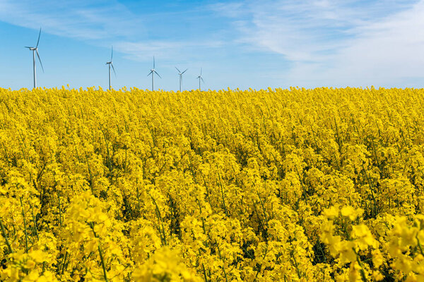 Швеция, Кристианстад 17 мая 2022 года: Большое, красивое поле из желтых цветов рапса и голубого неба в жаркий солнечный летний день. Огромные ветряные турбины, электрогенераторы.