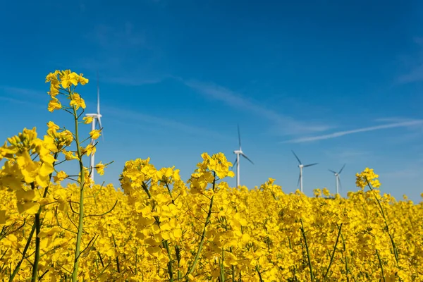 İsveç, Kristianstad 17 Mayıs 2022: Sıcak, güneşli bir yaz gününde büyük, güzel bir sarı tecavüz çiçeği tarlası ve mavi gökyüzü. Dev rüzgar türbinleri, elektrik enerji jeneratörleri..