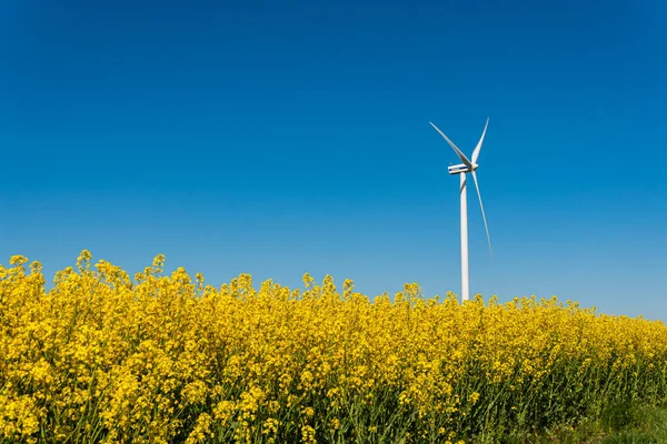 İsveç, Kristianstad 17 Mayıs 2022: Sıcak, güneşli bir yaz gününde büyük, güzel bir sarı tecavüz çiçeği tarlası ve mavi gökyüzü. Dev rüzgar türbinleri, elektrik enerji jeneratörleri..