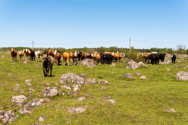 Bir sürü farklı, güzel ve komik inek yeşil bir tarlada otlakta, otları yiyor, ilginç bir şekilde. 