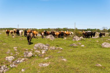 Bir sürü farklı, güzel ve komik inek yeşil bir tarlada otlakta, otları yiyor, ilginç bir şekilde. 
