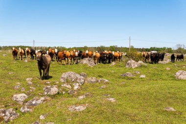 Bir sürü farklı, güzel ve komik inek yeşil bir tarlada otlakta, otları yiyor, ilginç bir şekilde. 