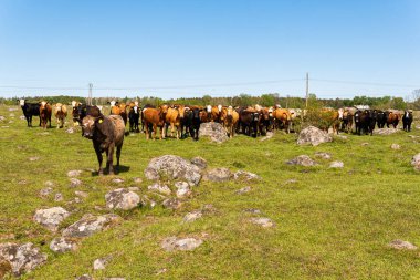 Bir sürü farklı, güzel ve komik inek yeşil bir tarlada otlakta, otları yiyor, ilginç bir şekilde. 