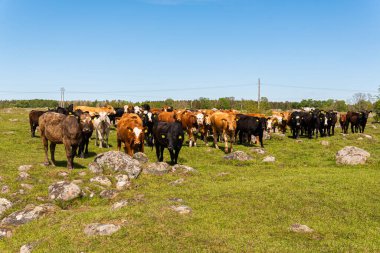 Bir sürü farklı, güzel ve komik inek yeşil bir tarlada otlakta, otları yiyor, ilginç bir şekilde. 