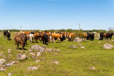 Bir sürü farklı, güzel ve komik inek yeşil bir tarlada otlakta, otları yiyor, ilginç bir şekilde. 