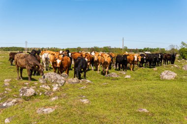 Bir sürü farklı, güzel ve komik inek yeşil bir tarlada otlakta, otları yiyor, ilginç bir şekilde. 