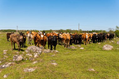 Bir sürü farklı, güzel ve komik inek yeşil bir tarlada otlakta, otları yiyor, ilginç bir şekilde. 