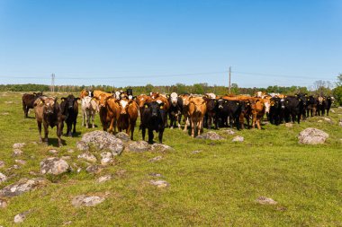 Bir sürü farklı, güzel ve komik inek yeşil bir tarlada otlakta, otları yiyor, ilginç bir şekilde. 