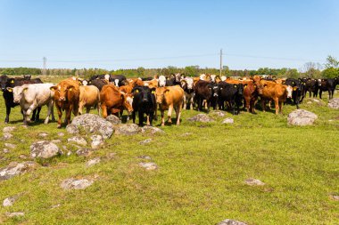 Bir sürü farklı, güzel ve komik inek yeşil bir tarlada otlakta, otları yiyor, ilginç bir şekilde. 