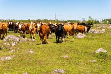 Bir sürü farklı, güzel ve komik inek yeşil bir tarlada otlakta, otları yiyor, ilginç bir şekilde. 