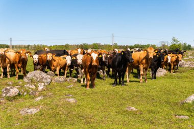 Bir sürü farklı, güzel ve komik inek yeşil bir tarlada otlakta, otları yiyor, ilginç bir şekilde. 