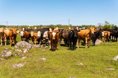 Bir sürü farklı, güzel ve komik inek yeşil bir tarlada otlakta, otları yiyor, ilginç bir şekilde. 