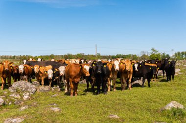 Bir sürü farklı, güzel ve komik inek yeşil bir tarlada otlakta, otları yiyor, ilginç bir şekilde. 