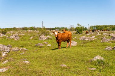 Bir sürü farklı, güzel ve komik inek yeşil bir tarlada otlakta, otları yiyor, ilginç bir şekilde. 