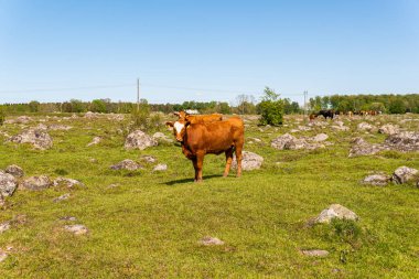 Bir sürü farklı, güzel ve komik inek yeşil bir tarlada otlakta, otları yiyor, ilginç bir şekilde. 