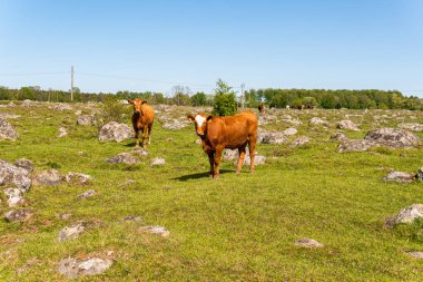 Bir sürü farklı, güzel ve komik inek yeşil bir tarlada otlakta, otları yiyor, ilginç bir şekilde. 