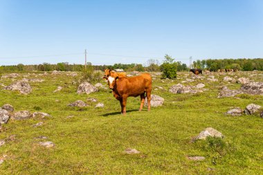 Bir sürü farklı, güzel ve komik inek yeşil bir tarlada otlakta, otları yiyor, ilginç bir şekilde. 