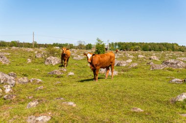 Bir sürü farklı, güzel ve komik inek yeşil bir tarlada otlakta, otları yiyor, ilginç bir şekilde. 
