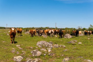 Bir sürü farklı, güzel ve komik inek yeşil bir tarlada otlakta, otları yiyor, ilginç bir şekilde. 