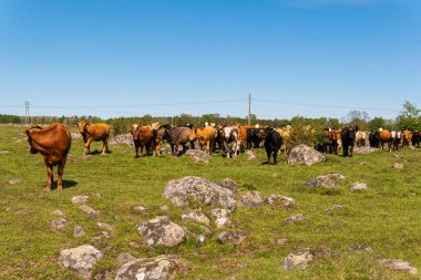 Bir sürü farklı, güzel ve komik inek yeşil bir tarlada otlakta, otları yiyor, ilginç bir şekilde. 