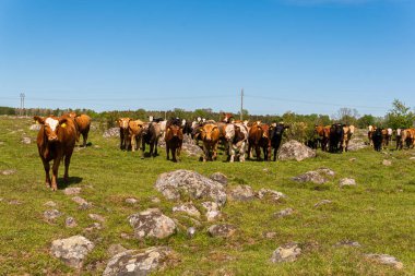 Bir sürü farklı, güzel ve komik inek yeşil bir tarlada otlakta, otları yiyor, ilginç bir şekilde. 