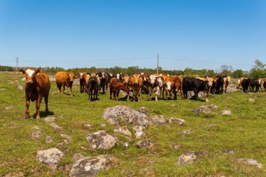 Bir sürü farklı, güzel ve komik inek yeşil bir tarlada otlakta, otları yiyor, ilginç bir şekilde. 