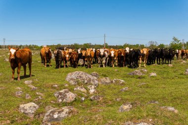 Bir sürü farklı, güzel ve komik inek yeşil bir tarlada otlakta, otları yiyor, ilginç bir şekilde. 