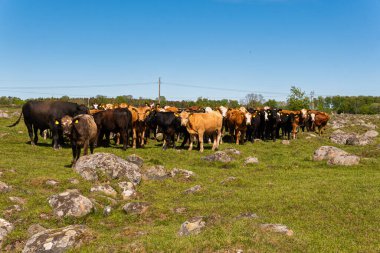 Bir sürü farklı, güzel ve komik inek yeşil bir tarlada otlakta, otları yiyor, ilginç bir şekilde. 