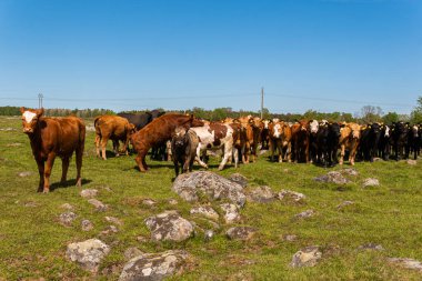 Bir sürü farklı, güzel ve komik inek yeşil bir tarlada otlakta, otları yiyor, ilginç bir şekilde. 