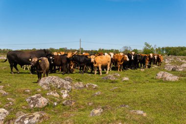Bir sürü farklı, güzel ve komik inek yeşil bir tarlada otlakta, otları yiyor, ilginç bir şekilde. 