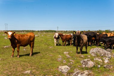 Bir sürü farklı, güzel ve komik inek yeşil bir tarlada otlakta, otları yiyor, ilginç bir şekilde. 