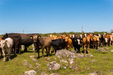 Bir sürü farklı, güzel ve komik inek yeşil bir tarlada otlakta, otları yiyor, ilginç bir şekilde. 