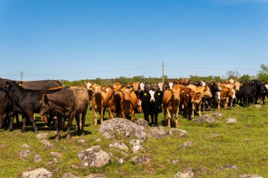 Bir sürü farklı, güzel ve komik inek yeşil bir tarlada otlakta, otları yiyor, ilginç bir şekilde. 