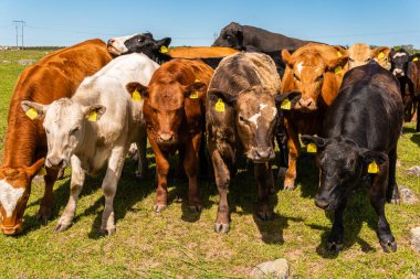 Bir sürü farklı, güzel ve komik inek yeşil bir tarlada otlakta, otları yiyor, ilginç bir şekilde. 