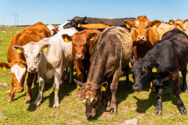 Bir sürü farklı, güzel ve komik inek yeşil bir tarlada otlakta, otları yiyor, ilginç bir şekilde. 