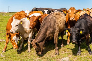 Bir sürü farklı, güzel ve komik inek yeşil bir tarlada otlakta, otları yiyor, ilginç bir şekilde. 