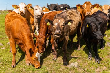 Bir sürü farklı, güzel ve komik inek yeşil bir tarlada otlakta, otları yiyor, ilginç bir şekilde. 