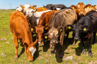 Bir sürü farklı, güzel ve komik inek yeşil bir tarlada otlakta, otları yiyor, ilginç bir şekilde. 