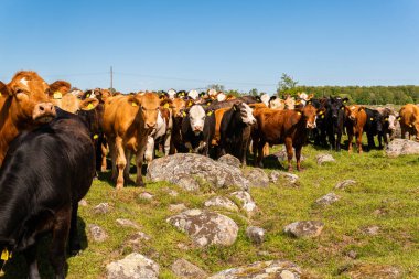 Bir sürü farklı, güzel ve komik inek yeşil bir tarlada otlakta, otları yiyor, ilginç bir şekilde. 