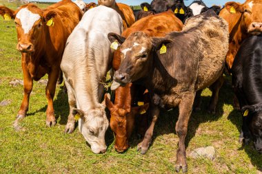 Bir sürü farklı, güzel ve komik inek yeşil bir tarlada otlakta, otları yiyor, ilginç bir şekilde. 