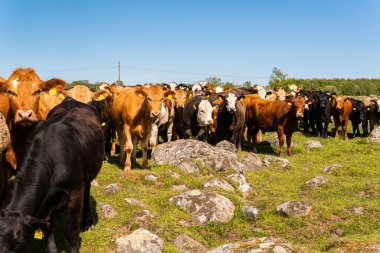 Bir sürü farklı, güzel ve komik inek yeşil bir tarlada otlakta, otları yiyor, ilginç bir şekilde. 