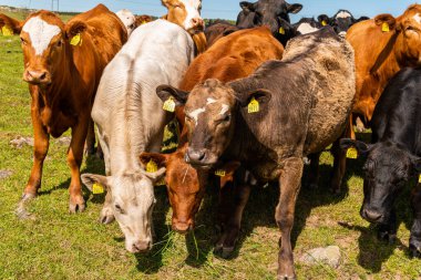 Bir sürü farklı, güzel ve komik inek yeşil bir tarlada otlakta, otları yiyor, ilginç bir şekilde. 