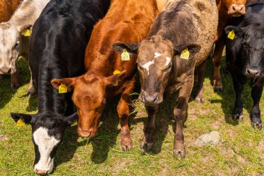Bir sürü farklı, güzel ve komik inek yeşil bir tarlada otlakta, otları yiyor, ilginç bir şekilde. 